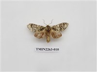 藏品(夙舟蛾屬)的圖片